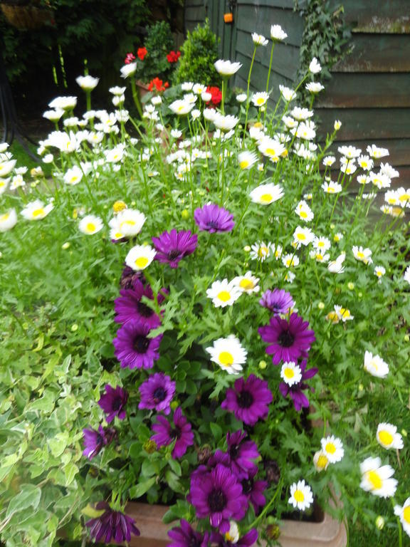 Orley House B&B Drogheda Exterior foto